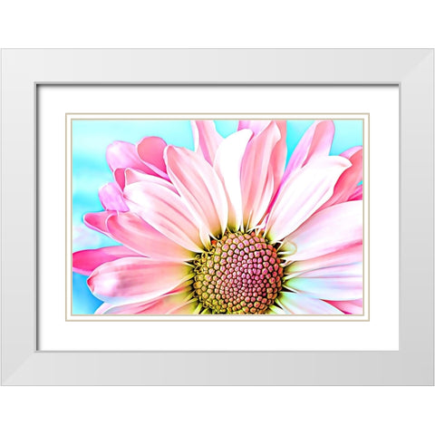 Pink Dahlia White Modern Wood Framed Art Print with Double Matting by Alpenglow Workshop