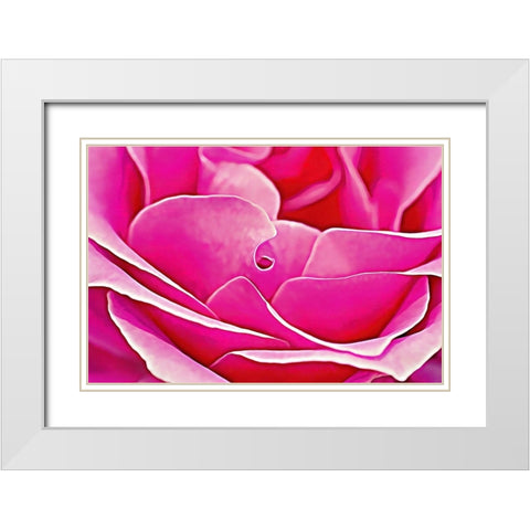Pink Perfection Rose White Modern Wood Framed Art Print with Double Matting by Alpenglow Workshop