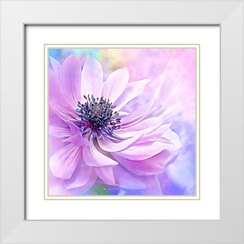 Wispy Purple Anemone White Modern Wood Framed Art Print with Double Matting by Alpenglow Workshop