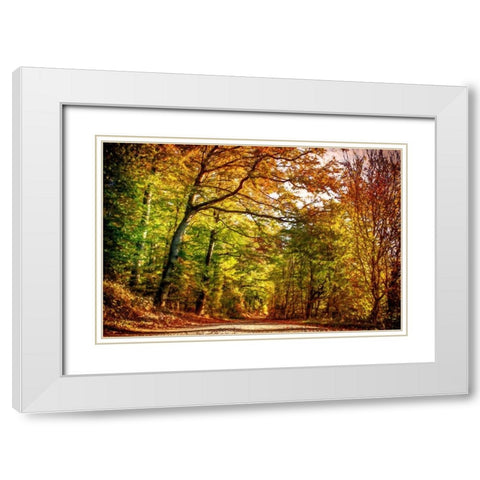 Pathway Through Autumn Leaves White Modern Wood Framed Art Print with Double Matting by Alpenglow Workshop