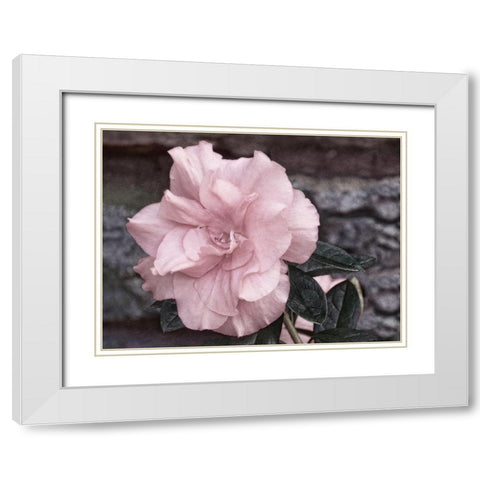 Painted Pink II White Modern Wood Framed Art Print with Double Matting by Robertson, Leda