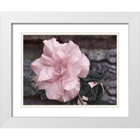 Painted Pink II White Modern Wood Framed Art Print with Double Matting by Robertson, Leda