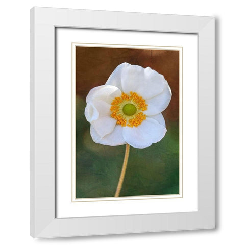 Playful Petals I White Modern Wood Framed Art Print with Double Matting by Robertson, Leda