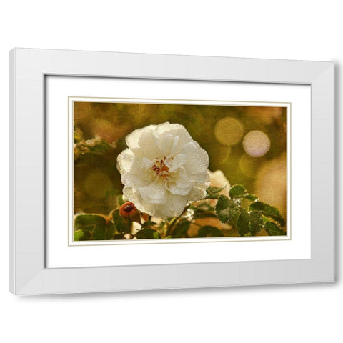 Adorned in Raindrops White Modern Wood Framed Art Print with Double Matting by Robertson, Leda