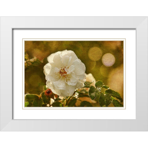 Adorned in Raindrops White Modern Wood Framed Art Print with Double Matting by Robertson, Leda