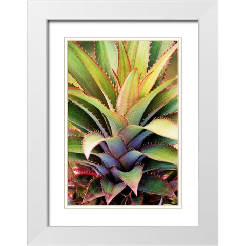 Spiny Succulent I White Modern Wood Framed Art Print with Double Matting by Robertson, Leda