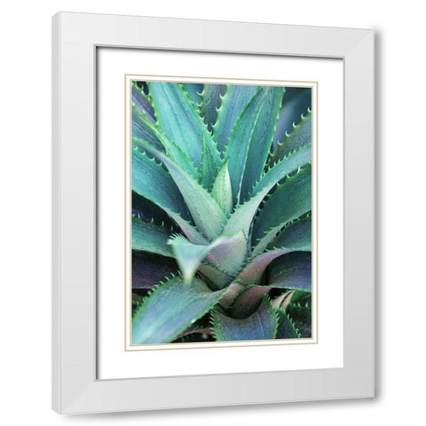 Spiny Succulent II White Modern Wood Framed Art Print with Double Matting by Robertson, Leda