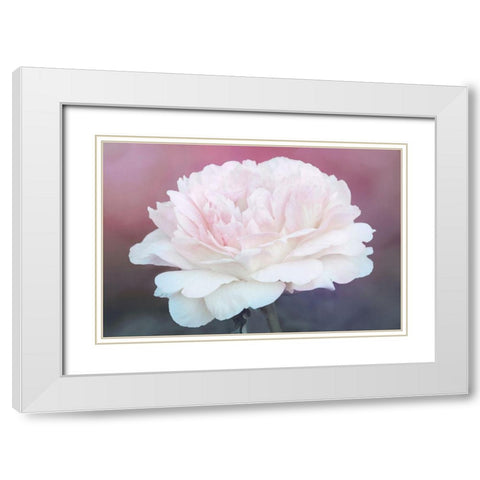 Perfect Peony White Modern Wood Framed Art Print with Double Matting by Robertson, Leda