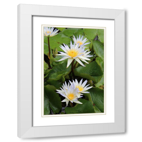 Water Lilies White Modern Wood Framed Art Print with Double Matting by Orlov, Irena