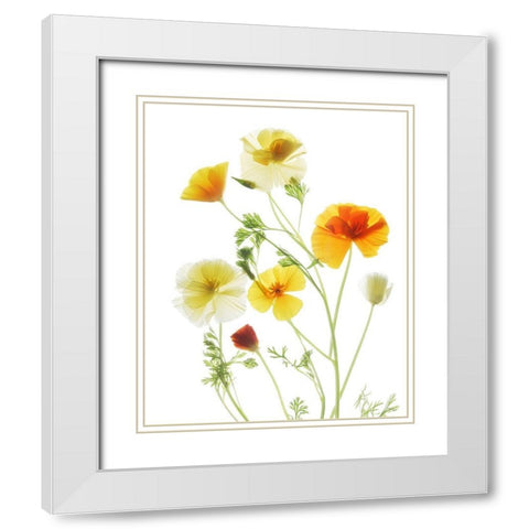 California PoppyGarden White Modern Wood Framed Art Print with Double Matting by Stalus, Judy