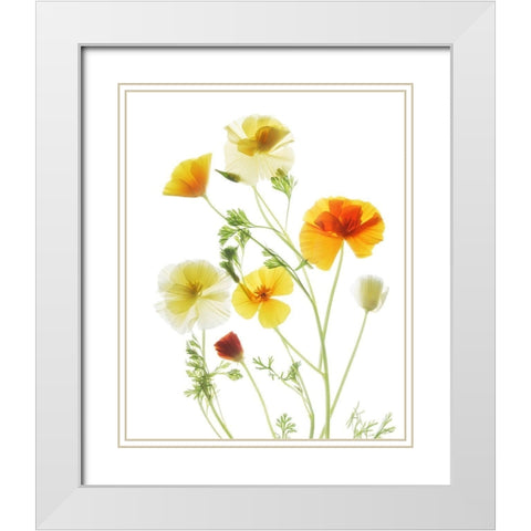 California PoppyGarden White Modern Wood Framed Art Print with Double Matting by Stalus, Judy