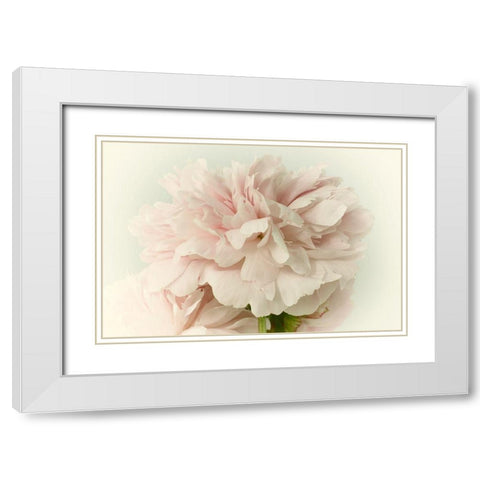 Soft Peony White Modern Wood Framed Art Print with Double Matting by Stalus, Judy