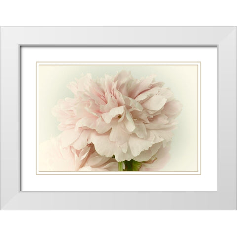 Soft Peony White Modern Wood Framed Art Print with Double Matting by Stalus, Judy