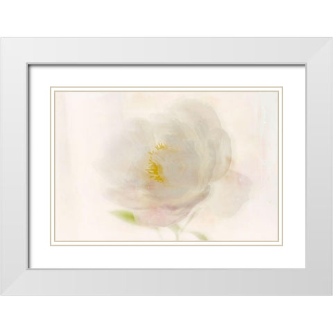 Soft White Peony White Modern Wood Framed Art Print with Double Matting by Stalus, Judy