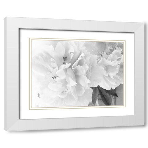 Peonies in White II White Modern Wood Framed Art Print with Double Matting by Stalus, Judy