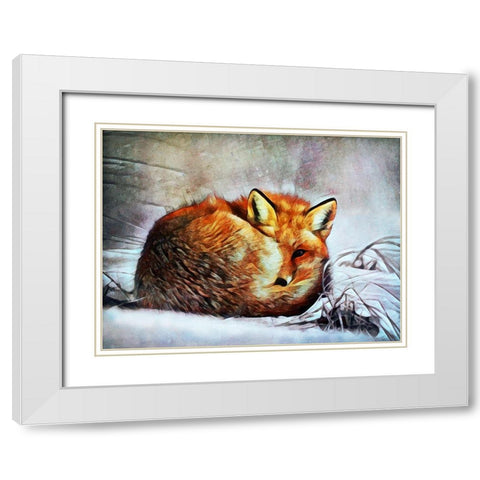 Red Fox Curl Up White Modern Wood Framed Art Print with Double Matting by Aldridge, Ashley