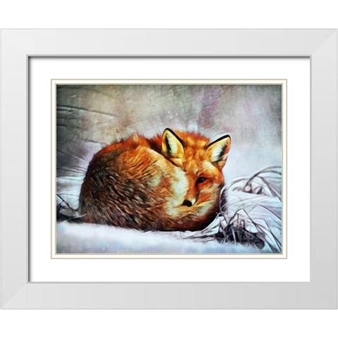 Red Fox Curl Up White Modern Wood Framed Art Print with Double Matting by Aldridge, Ashley