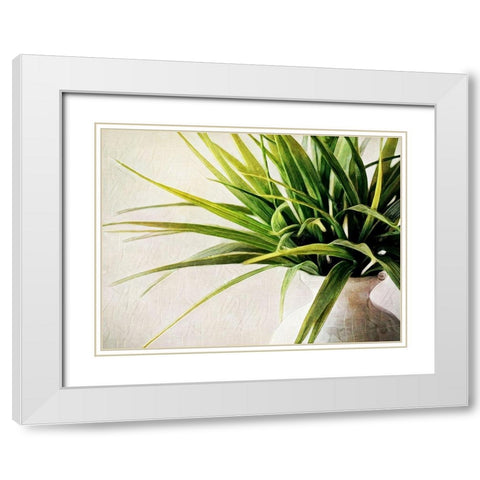 White Potted Plant White Modern Wood Framed Art Print with Double Matting by Aldridge, Ashley