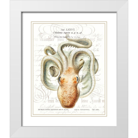Octopus II White Modern Wood Framed Art Print with Double Matting by Hunziker, Steve