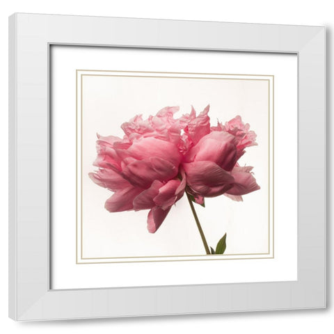 Portrait of a Peony White Modern Wood Framed Art Print with Double Matting by Maclean, Leah