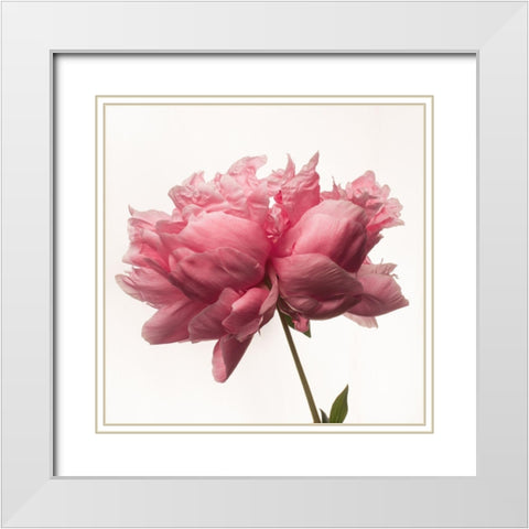 Portrait of a Peony White Modern Wood Framed Art Print with Double Matting by Maclean, Leah