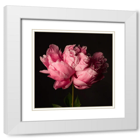 Perfect Peony White Modern Wood Framed Art Print with Double Matting by Maclean, Leah