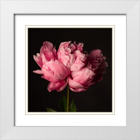 Perfect Peony White Modern Wood Framed Art Print with Double Matting by Maclean, Leah