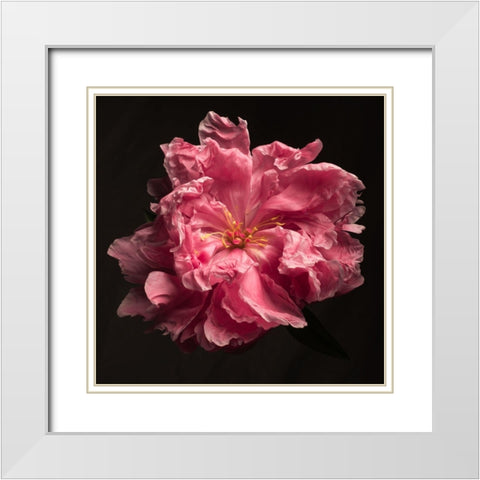 Ruffled Perfection White Modern Wood Framed Art Print with Double Matting by Maclean, Leah