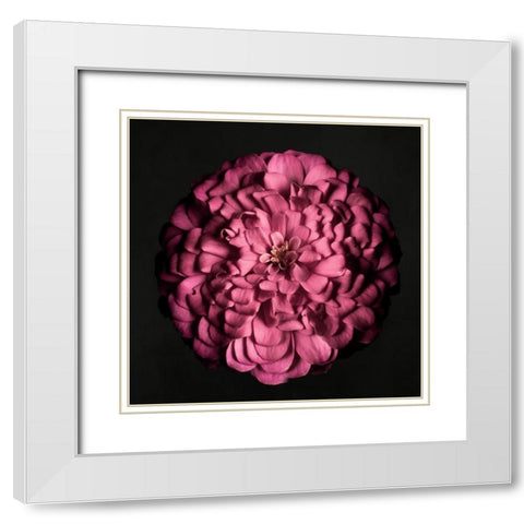Portrait of a Zinnia I White Modern Wood Framed Art Print with Double Matting by Maclean, Leah