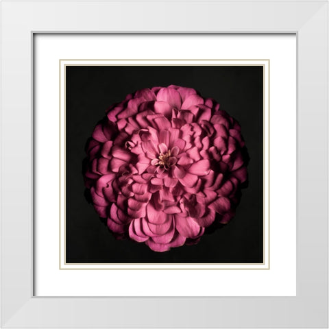 Portrait of a Zinnia I White Modern Wood Framed Art Print with Double Matting by Maclean, Leah