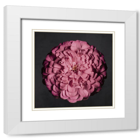 Portrait of a Zinnia II White Modern Wood Framed Art Print with Double Matting by Maclean, Leah