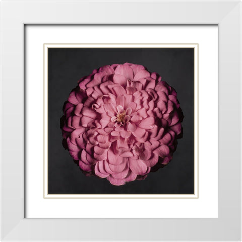 Portrait of a Zinnia II White Modern Wood Framed Art Print with Double Matting by Maclean, Leah
