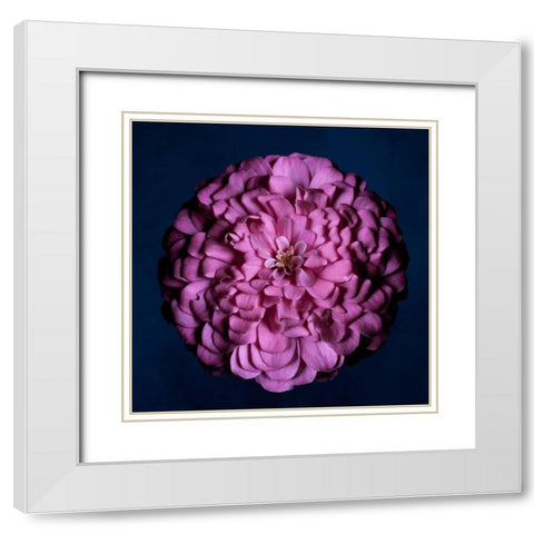Portrait of a Zinnia III White Modern Wood Framed Art Print with Double Matting by Maclean, Leah