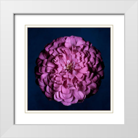 Portrait of a Zinnia III White Modern Wood Framed Art Print with Double Matting by Maclean, Leah