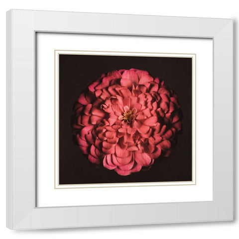 Portrait of a Zinnia IV White Modern Wood Framed Art Print with Double Matting by Maclean, Leah