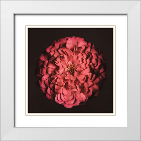 Portrait of a Zinnia IV White Modern Wood Framed Art Print with Double Matting by Maclean, Leah
