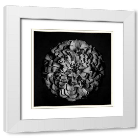 Monochrome Portrait of a Zinnia White Modern Wood Framed Art Print with Double Matting by Maclean, Leah
