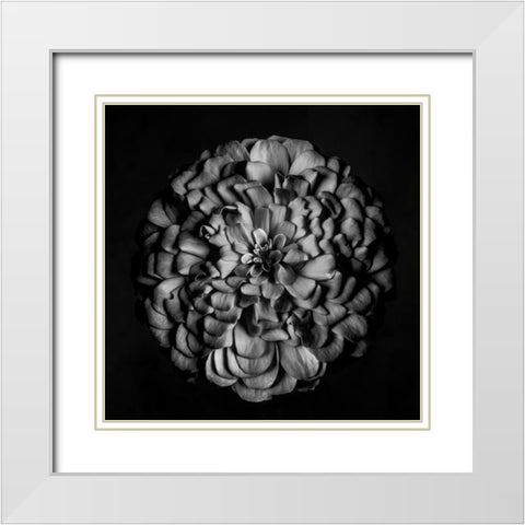 Monochrome Portrait of a Zinnia White Modern Wood Framed Art Print with Double Matting by Maclean, Leah