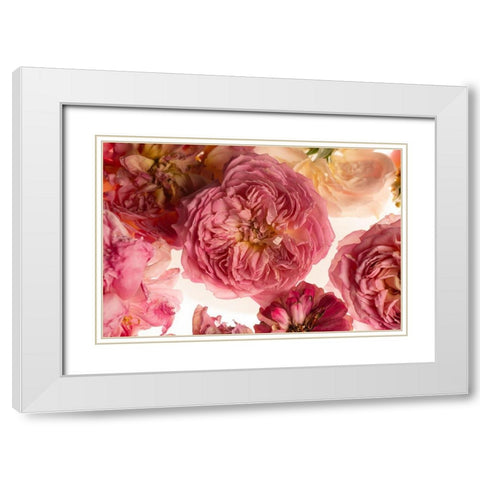 Rose on White White Modern Wood Framed Art Print with Double Matting by Maclean, Leah