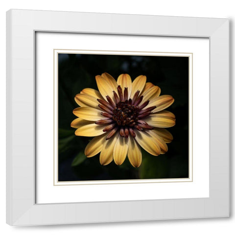 Sunny Bloom White Modern Wood Framed Art Print with Double Matting by Maclean, Leah