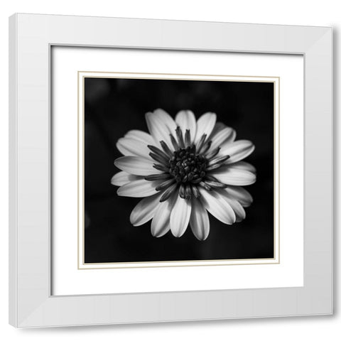 Sunny Bloom Monochrome White Modern Wood Framed Art Print with Double Matting by Maclean, Leah