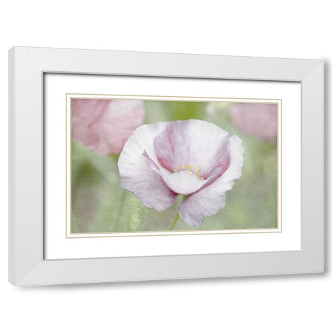 Soft Poppy White Modern Wood Framed Art Print with Double Matting by Stalus, Judy
