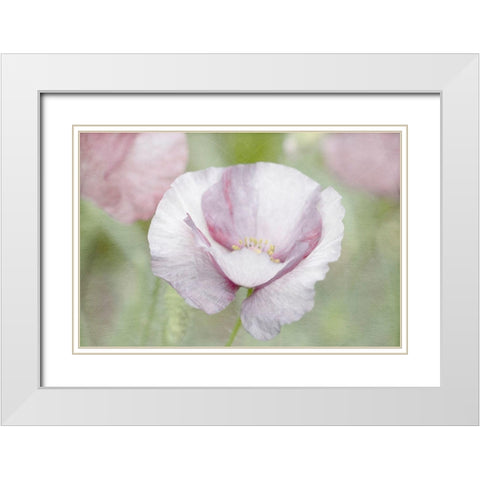 Soft Poppy White Modern Wood Framed Art Print with Double Matting by Stalus, Judy