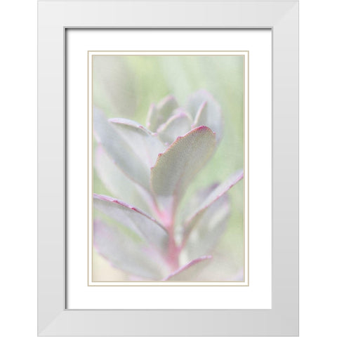 Succelent White Modern Wood Framed Art Print with Double Matting by Stalus, Judy