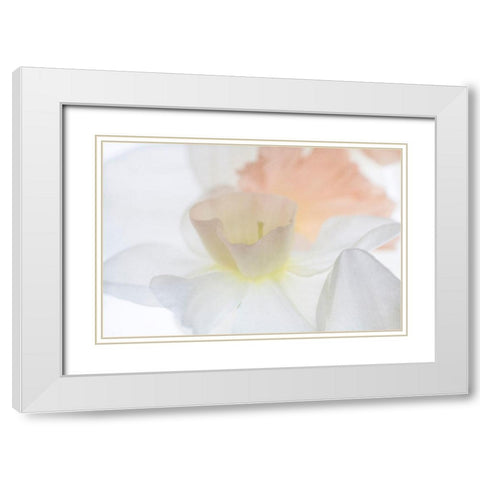 Daffodil Dream White Modern Wood Framed Art Print with Double Matting by Stalus, Judy