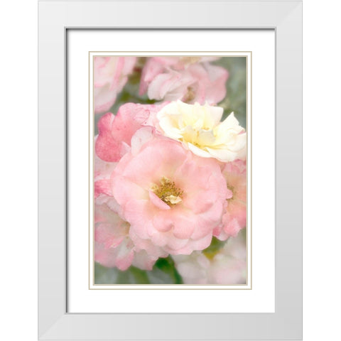 Pink Roses White Modern Wood Framed Art Print with Double Matting by Stalus, Judy