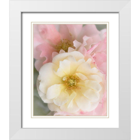 Yellow Rose White Modern Wood Framed Art Print with Double Matting by Stalus, Judy