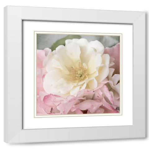 Soft Rose White Modern Wood Framed Art Print with Double Matting by Stalus, Judy