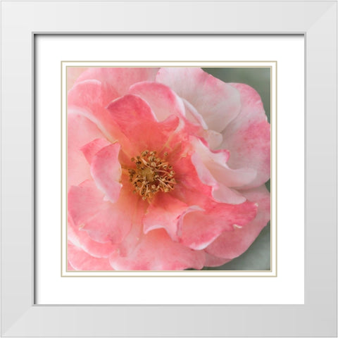 Coral Rose White Modern Wood Framed Art Print with Double Matting by Stalus, Judy