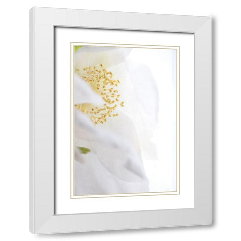 Gold Cup White Modern Wood Framed Art Print with Double Matting by Stalus, Judy